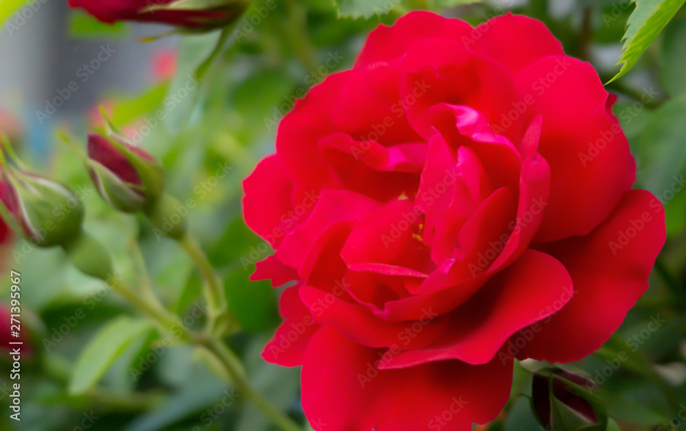 Rose red, close-up on a background of green leaves. Summer floral background, nature. Rose red, close-up on a background of green leaves. Summer floral background, nature.