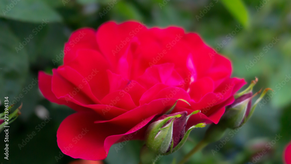 Rose red, close-up on a background of green leaves. Summer floral background, nature.