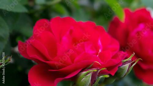 Rose red, close-up on a background of green leaves. Summer floral background, nature.