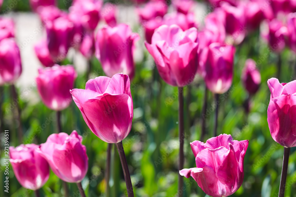 Beautiful bouquet of tulips nature background.