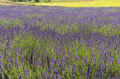  the blooming lavender flowers in Provence, near Sault, France