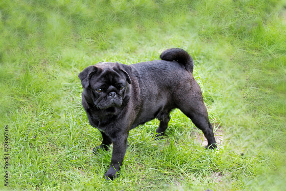 Black pug with green