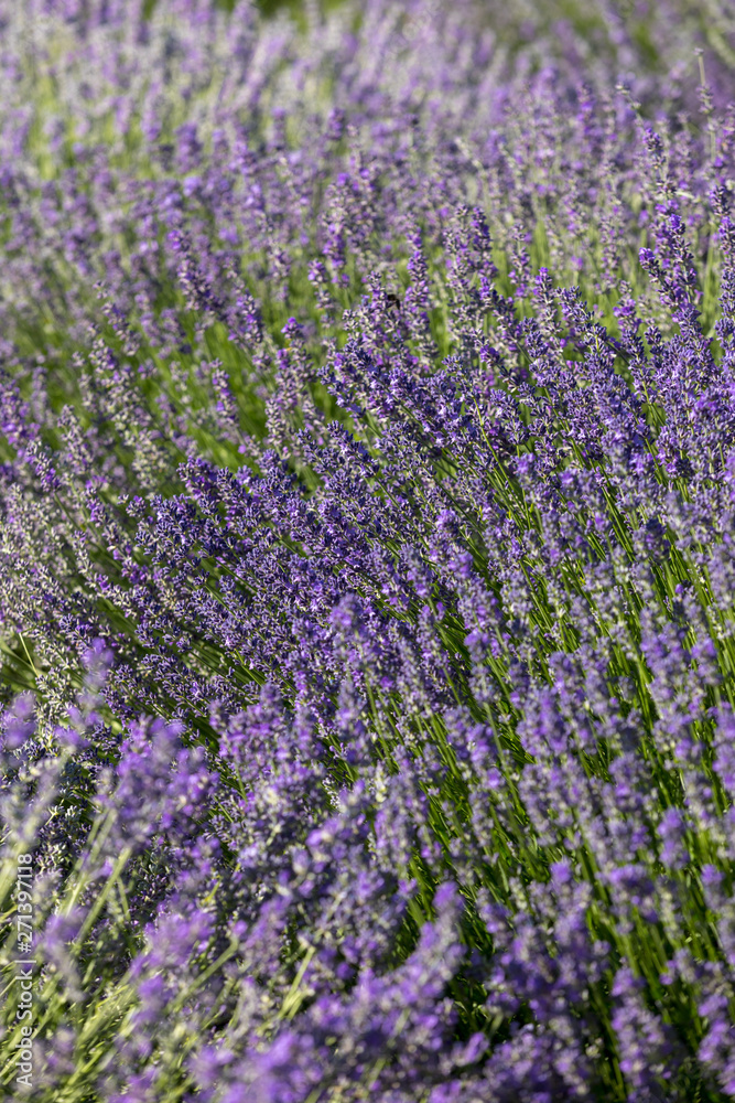 the blooming lavender flowers in Provence, near Sault, France the blooming lavender flowers in Provence, near Sault, France