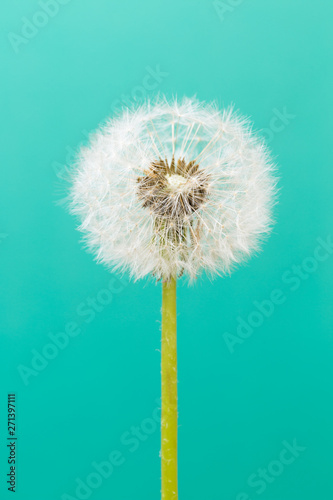 Dandelion clock  close-up  macro - Image .