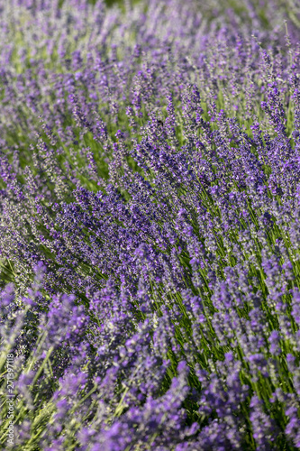  the blooming lavender flowers in Provence, near Sault, France