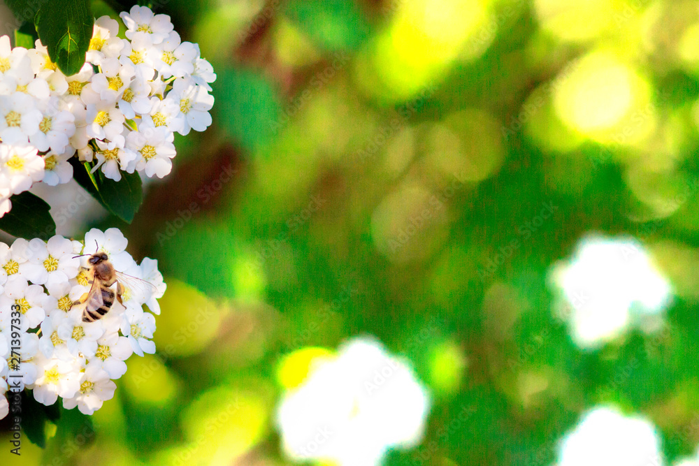Background of little white flowers blooming bush Background of little white flowers blooming bush