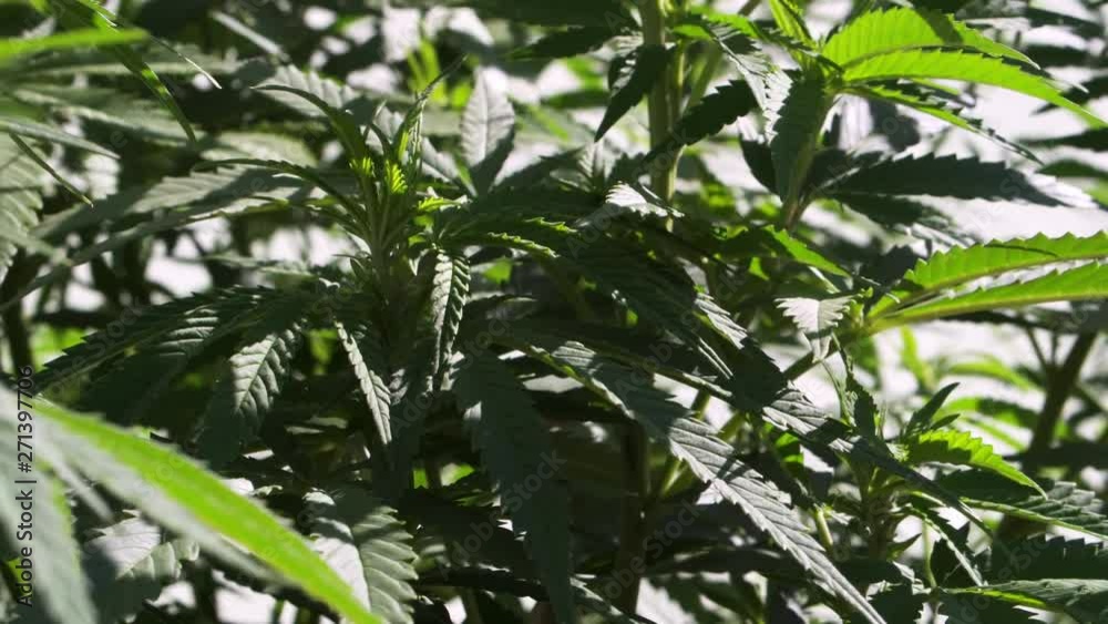 close up of home grown marijuana plants in the sun, waving softly in the wind. close up of home grown marijuana plants in the sun, waving softly in the wind.