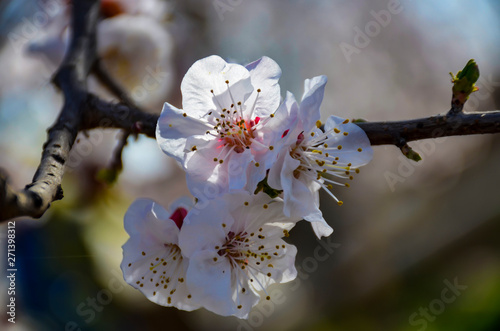 white blossom flowers of apple tree