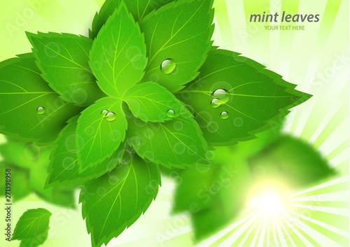 Fresh mint in the bright rays of the sun. Menthol is a healthy scent. Herbal natural plant. Green mint leaves.