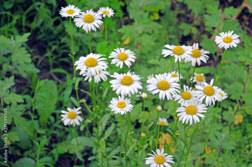 Daisy flowers field on the background of green grass Daisy flowers field on the background of green grass