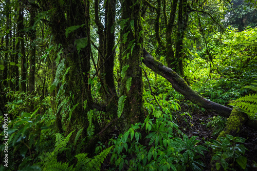 Tropical rain forest