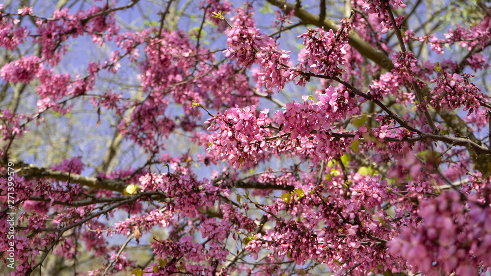 Flores Flores