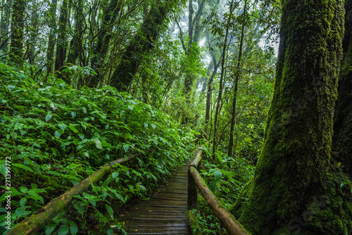 Wooden bridge walkway in to the rain forest