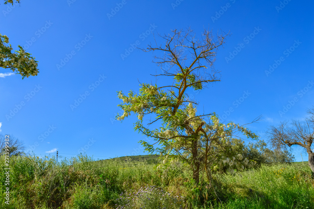 Silky Wisteria Tree in Bloom, Wisteria Brachybotrys, Nature Silky Wisteria Tree in Bloom, Wisteria Brachybotrys, Nature