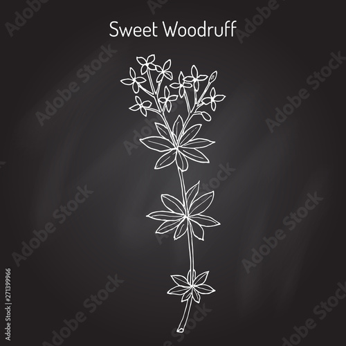 Sweet woodruff Galium odoratum , medicinal plant