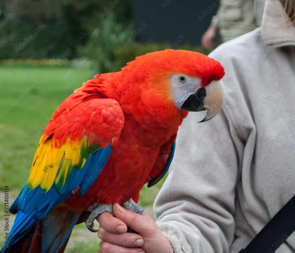 Fototapeta premium Close-up of the scarlet macaw, Ara macao, sitting on the hand