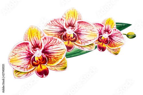 Tree beautiful orange orchid flowers. Watercolor painting. Exotic plant. Floral print. Botanical composition. Wedding and birthday. Greeting card. Flower painted background. Hand drawn illustration.