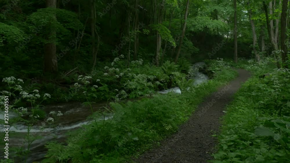 path in forest path in forest