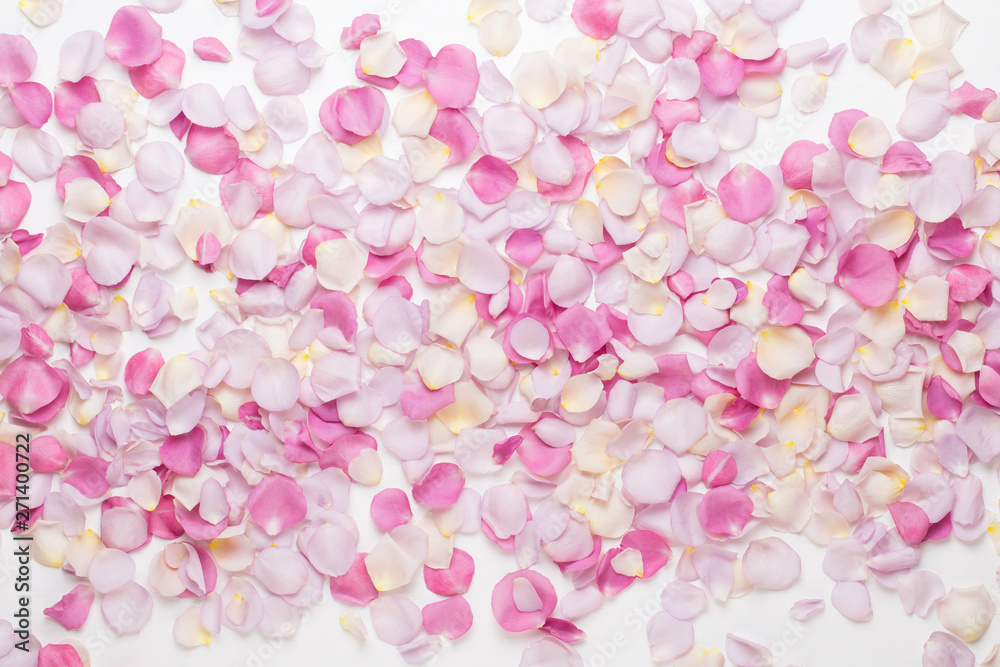 Pink rose flowers petals on white background. Flat lay, top view, copy space.