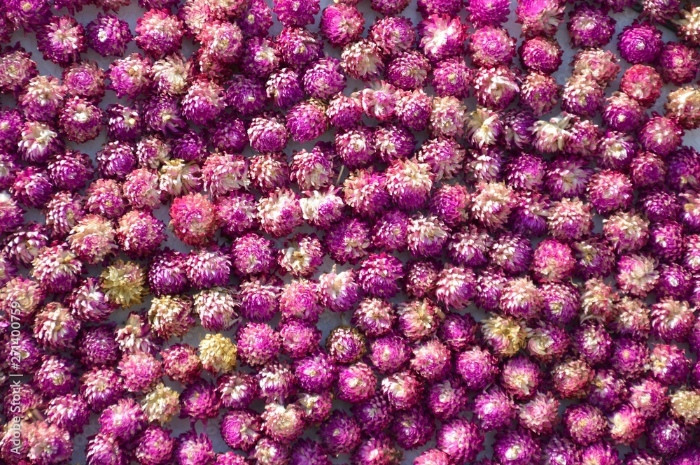 Gomphrena globosa flower pattern background Gomphrena globosa flower pattern background