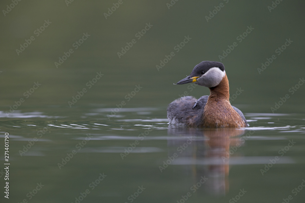 A adult red-necked grebe (Podiceps grisegena) swimming and foraging in a city pond in the capital city of Berlin Germany. A adult red-necked grebe (Podiceps grisegena) swimming and foraging in a city pond in the capital city of Berlin Germany.