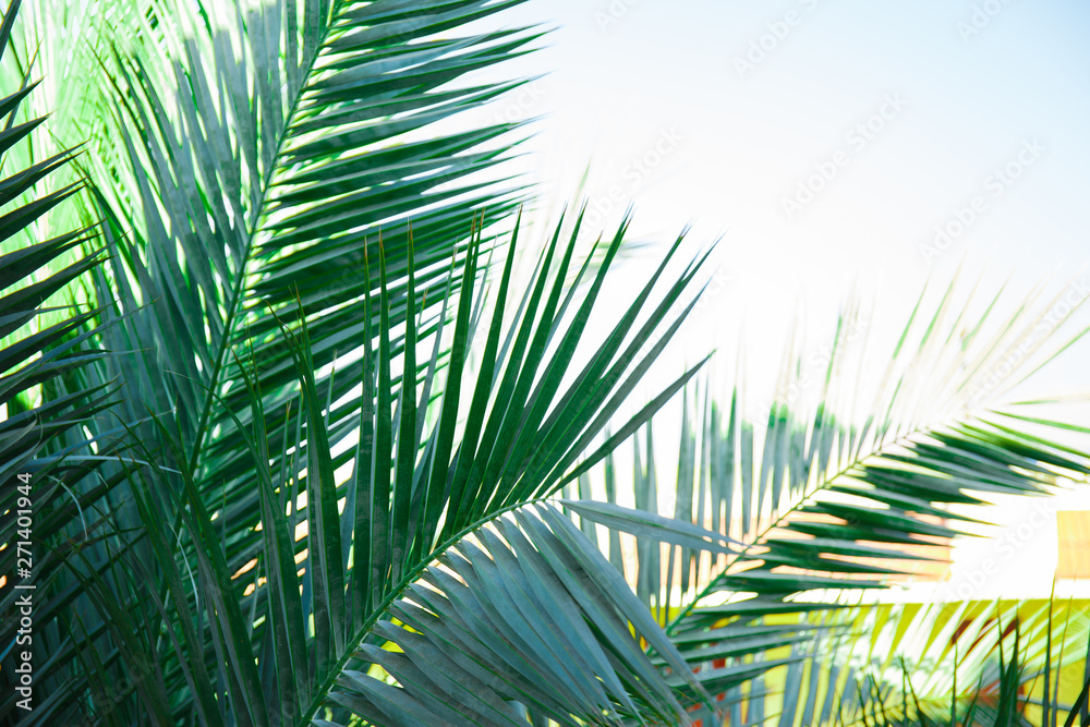 Palm leaf design Palm leaf design
