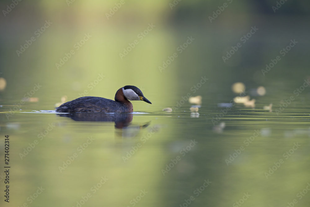 A adult red-necked grebe (Podiceps grisegena) swimming and foraging in a city pond in the capital city of Berlin Germany. A adult red-necked grebe (Podiceps grisegena) swimming and foraging in a city pond in the capital city of Berlin Germany.