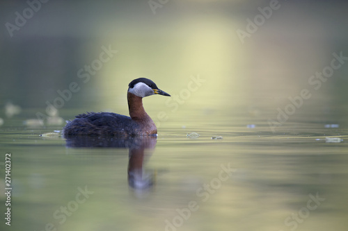 A adult red-necked grebe (Podiceps grisegena) swimming and foraging in a city pond in the capital city of Berlin Germany.