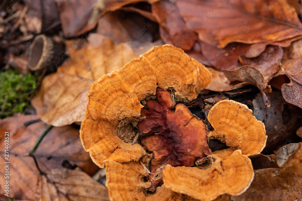 Orange Polypore Growing on Log in Winter Orange Polypore Growing on Log in Winter