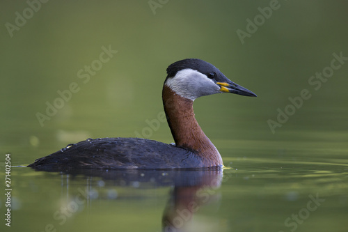 A adult red-necked grebe (Podiceps grisegena) swimming and foraging in a city pond in the capital city of Berlin Germany.