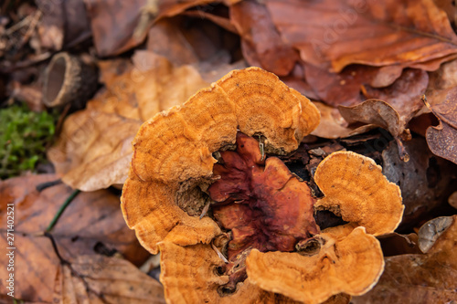 Orange Polypore Growing on Log in Winter