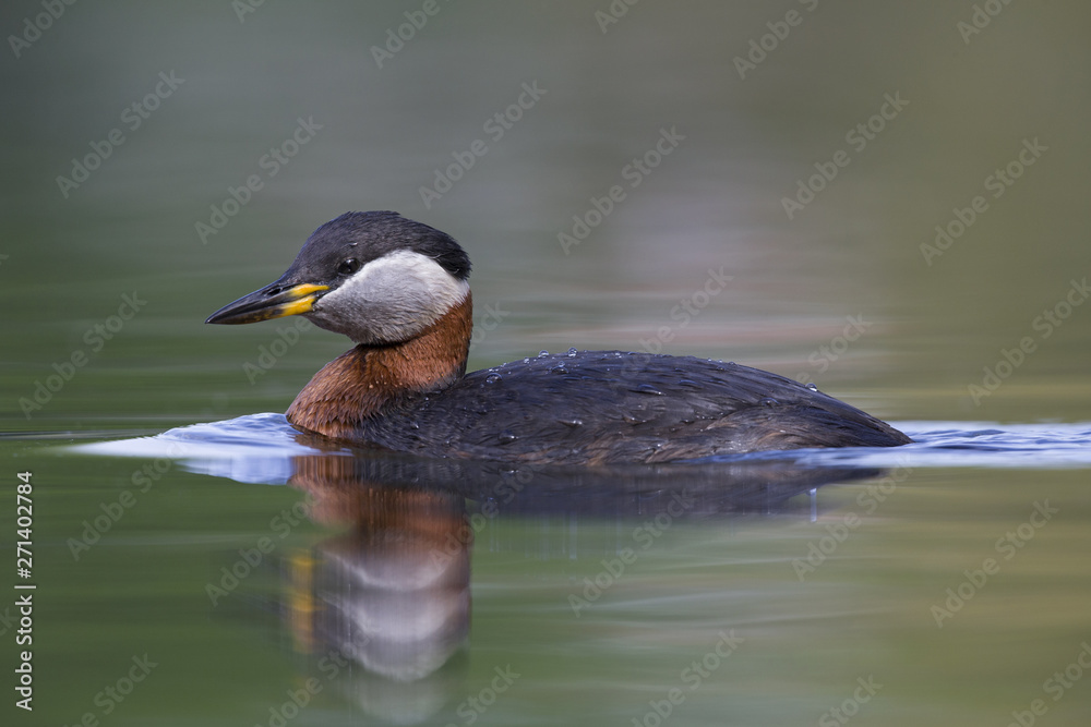A adult red-necked grebe (Podiceps grisegena) swimming and foraging in a city pond in the capital city of Berlin Germany. A adult red-necked grebe (Podiceps grisegena) swimming and foraging in a city pond in the capital city of Berlin Germany.