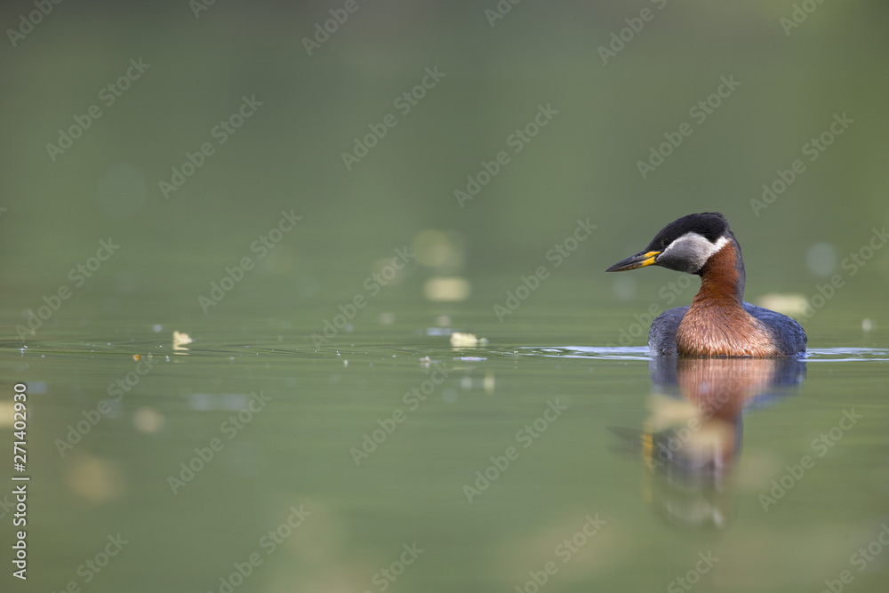 Obraz premium A adult red-necked grebe (Podiceps grisegena) swimming and foraging in a city pond in the capital city of Berlin Germany.