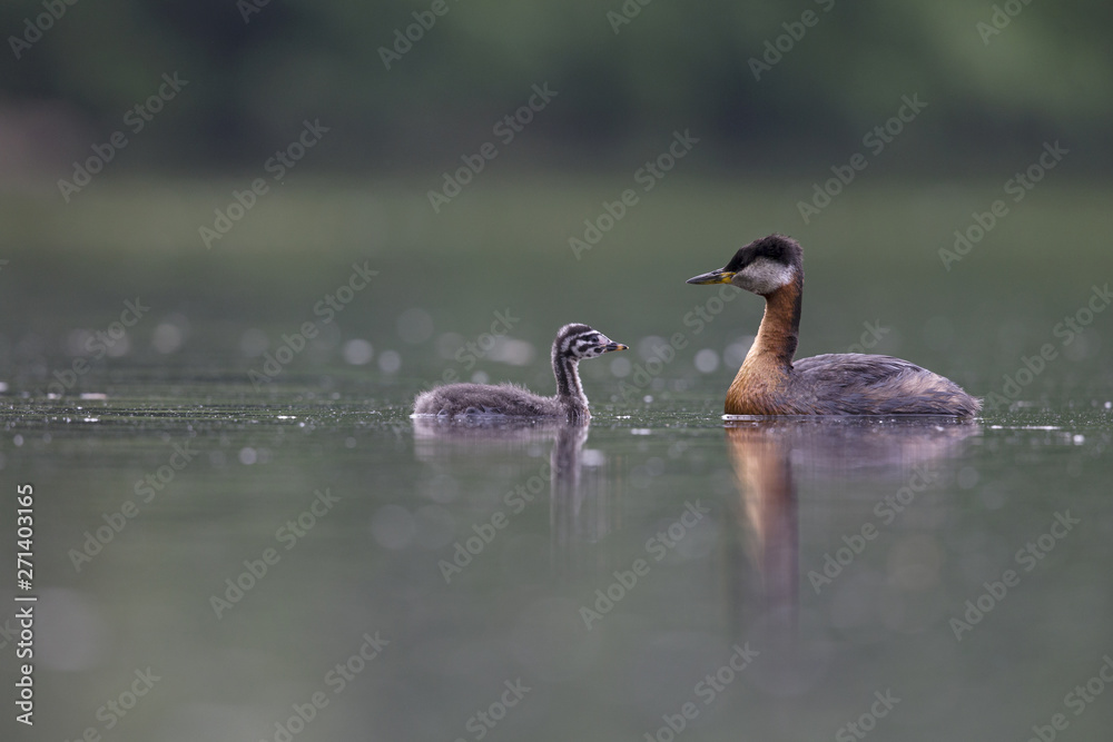 A adult red-necked grebe (Podiceps grisegena) swimming with its young in a city pond in the capital city of Berlin Germany. A adult red-necked grebe (Podiceps grisegena) swimming with its young in a city pond in the capital city of Berlin Germany.