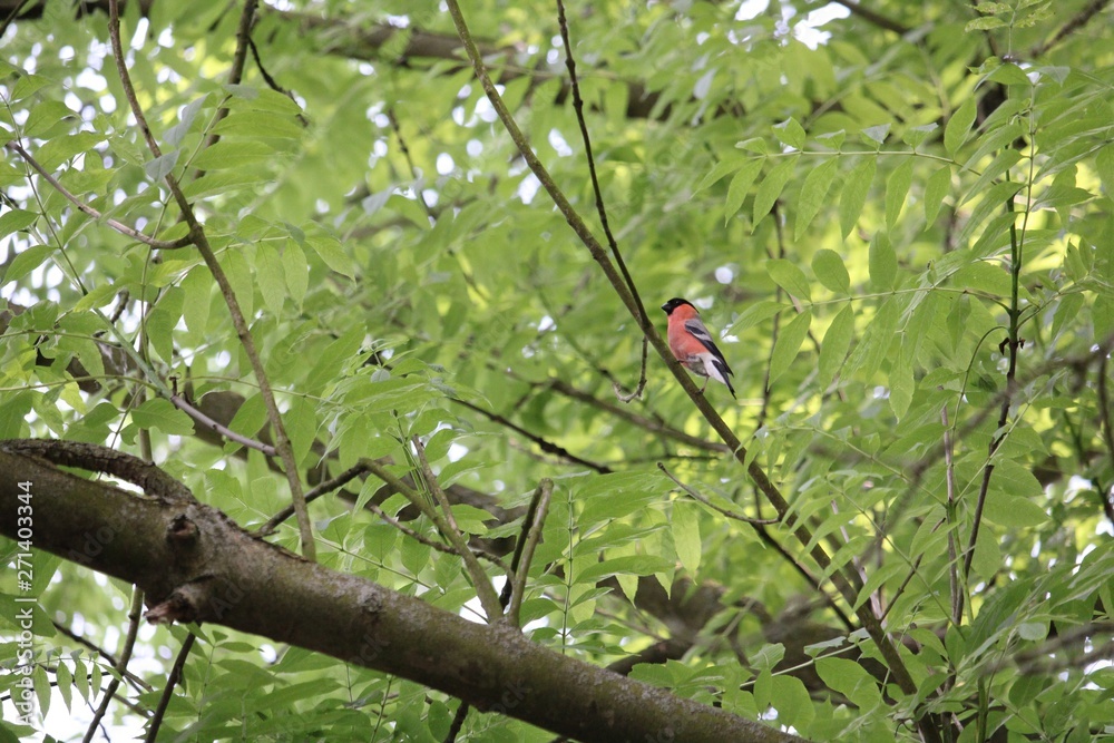a red robin on a branch in the summer sun a red robin on a branch in the summer sun