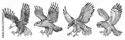Set of wild birds. Goshawk, Pallid harrier, Black kite, Owl and eagle. Hand drawn vector sketch in engraved graphic style.