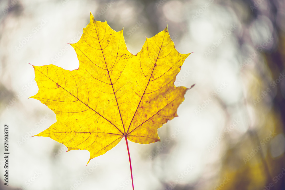 Closeup of one maple leaf on the car windshield. Indian summer season. Instagram style Closeup of one maple leaf on the car windshield. Indian summer season. Instagram style