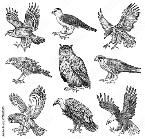 Wallpaper Mural Set of realistic birds. Goshawk, Griffon vulture, Pallid harrier, Black kite, Owl and eagle. Hand drawn vector sketch in engraved graphic style. Torontodigital.ca