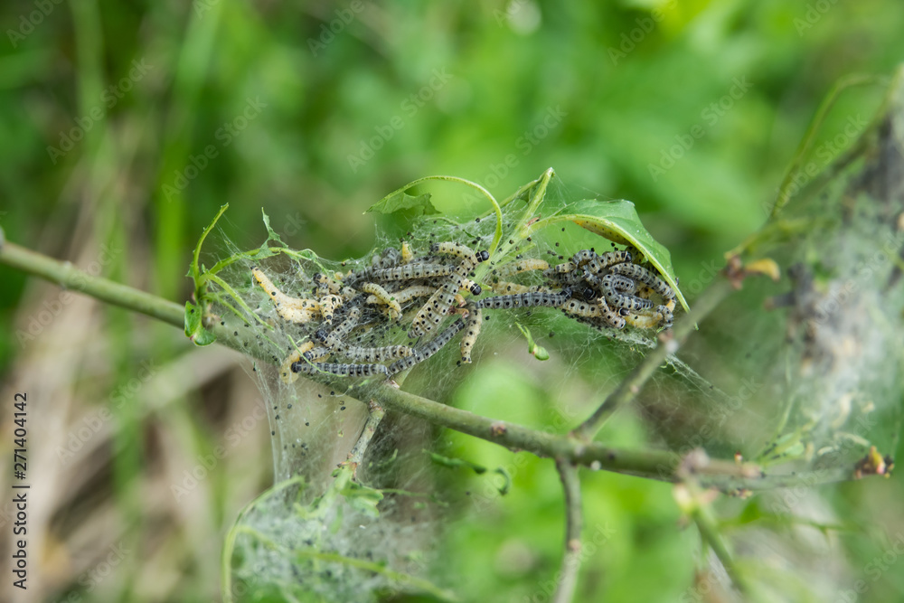Fototapeta premium Yponomeuta Moth Caterpillars in Nest in Springtime