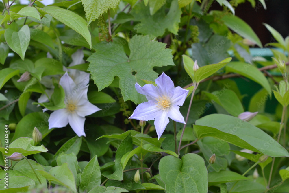 flower, nature, clematis, plant, blue, purple, garden, green, flowers, flora, spring, summer, flowering, blossom, beauty, blue, leaf, floral, macro, petal, leaves flower, nature, clematis, plant, blue, purple, garden, green, flowers, flora, spring, summer, flowering, blossom, beauty, blue, leaf, floral, macro, petal, leaves