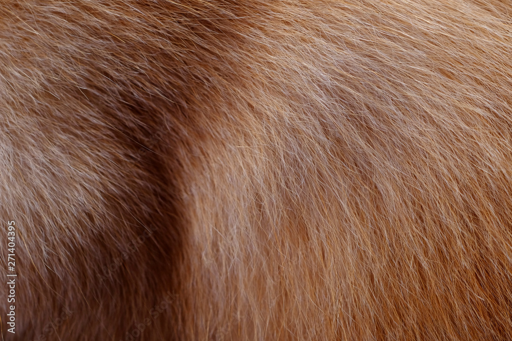 Dog fur texture