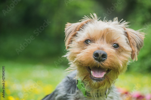 A cute Yorkshire Terrier dog in the outdoors. 