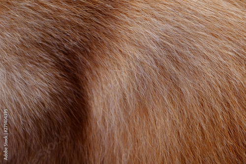Dog fur texture © srckomkrit