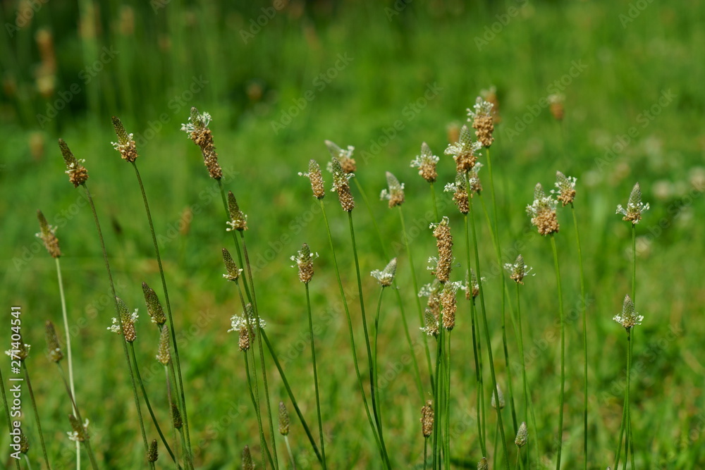 ヘラオオバコの花が咲く ヘラオオバコの花が咲く