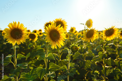 Backdrop Of The Beautiful Sunflowers Garden. Field Of Blooming Sunflowers On A Background Sunset. The Best View Of Sunflower In bloom. Organic And Natural Flower Background.Agricultural On Sunny Day.