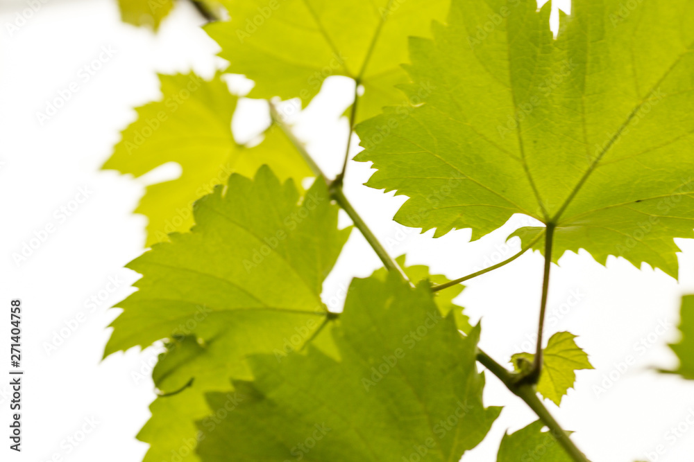 Fresh grape leaves detail, macro photo. Shallow DOF. Fresh grape leaves detail, macro photo. Shallow DOF.