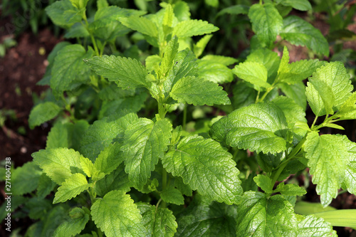 Lemon balm Melissa officinalis is a perennial herbaceous plant .The leaves have a mild lemon scent.The tea balm, the essential oil, and the extract are used in traditional and alternative medicine,