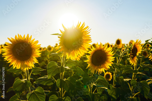 Backdrop Of The Beautiful Sunflowers Garden. Field Of Blooming Sunflowers On A Background Sunset. The Best View Of Sunflower In bloom. Organic And Natural Flower Background.Agricultural On Sunny Day.