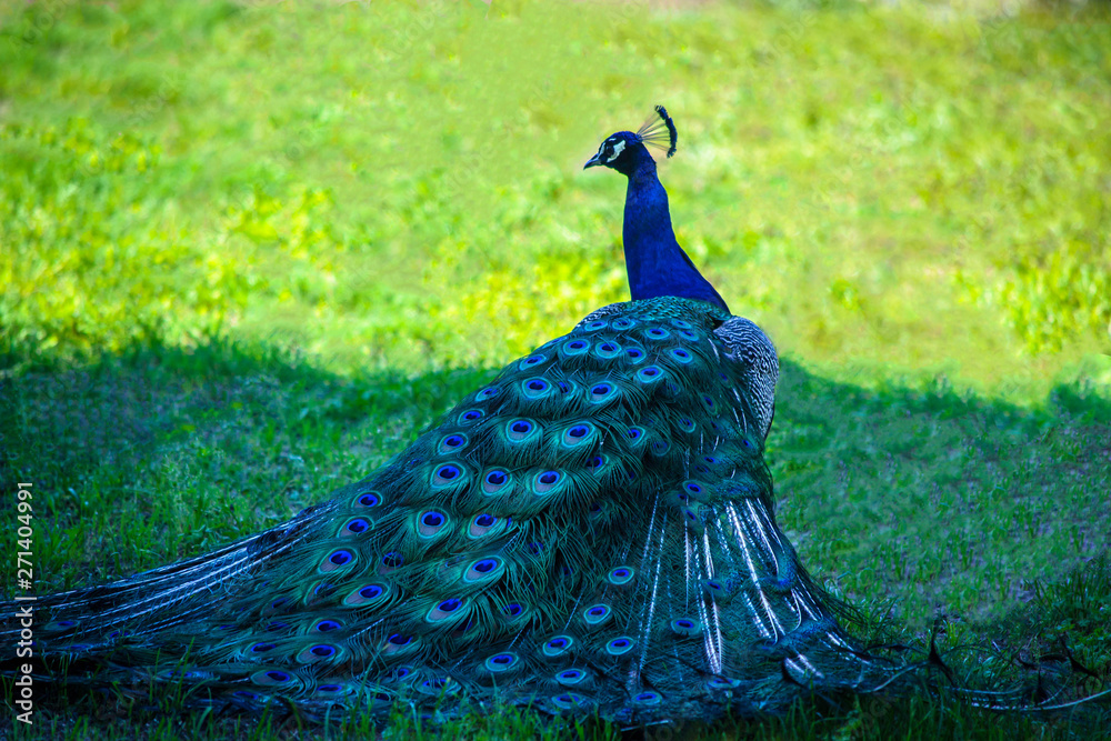 Obraz premium Peafowl, beautiful representative exemplar of male peacock in great colors