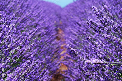 Lavender field in the summer. Flowers in the lavender fields in the Provence mountains.